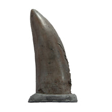 Load image into Gallery viewer, Tyranosaurus rex Tooth (on base)