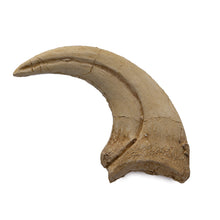 Load image into Gallery viewer, Deinonychus Claw