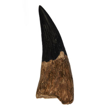 Load image into Gallery viewer, Liopleurodon ferox Tooth
