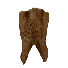 Load image into Gallery viewer, Coelodonta antiquitatis Tooth