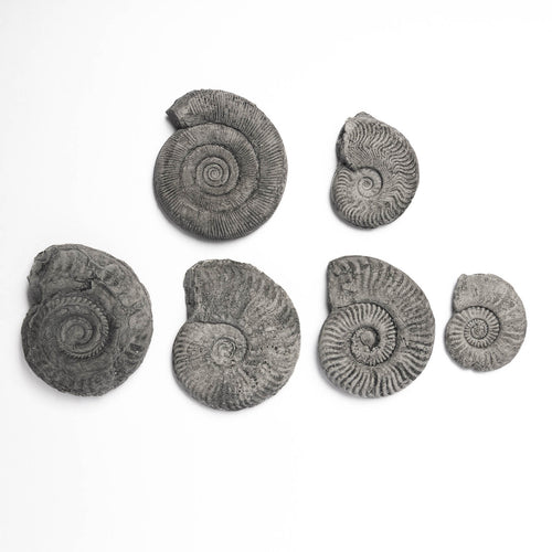 Toarcian Ammonite Set
