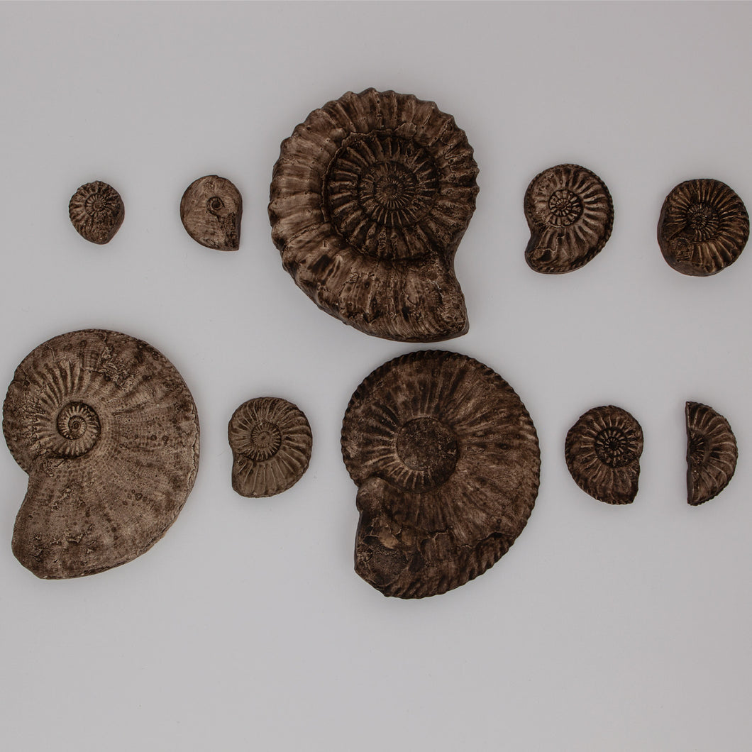 Ammonite evolution