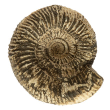 Load image into Gallery viewer, Dactylioceras cf. semicelatum