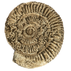 Dactylioceras cf. semicelatum