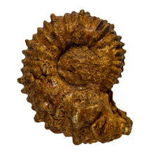 Load image into Gallery viewer, Chelociceras (apicheloniceras) martinioides
