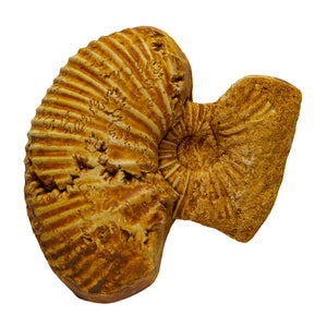 Parahoplites nutfieldiensis