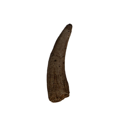 Pterosaur Tooth