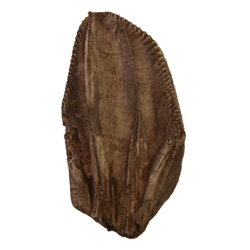 Iguanodon bernissartensis Tooth