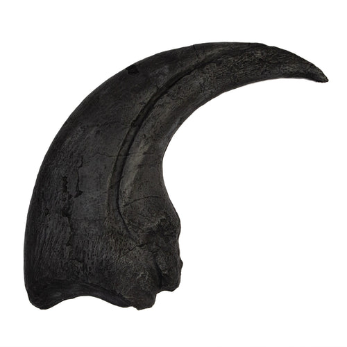 Baryonyx walkeri Claw