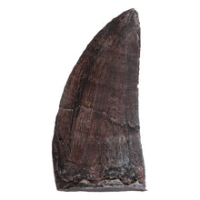 Load image into Gallery viewer, Tyrannosaurus rex Tooth (small)
