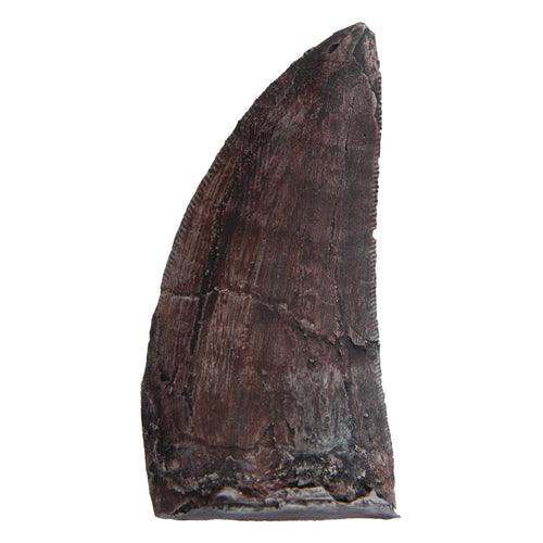 Tyrannosaurus rex Tooth (small)