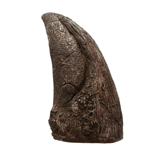 Tyrannosaurus rex Claw