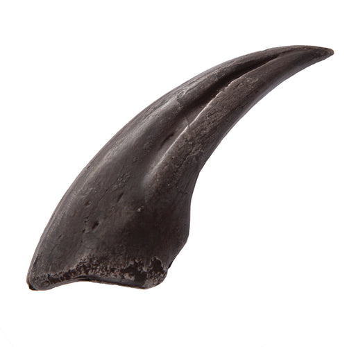 Velociraptor Claw