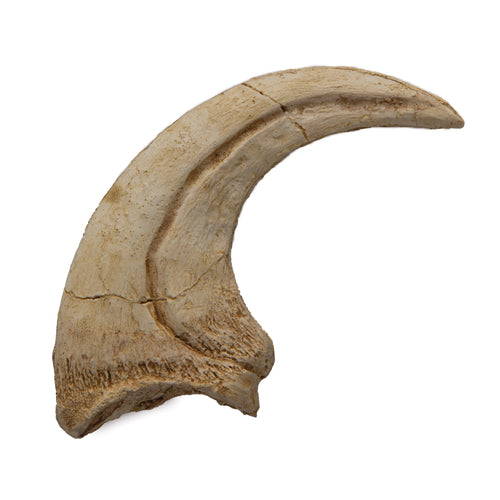 Deinonychus Claw