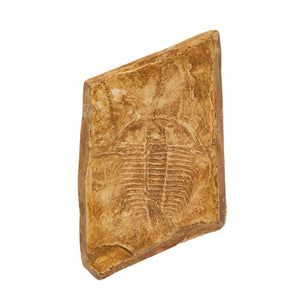 Olenus gibbosus