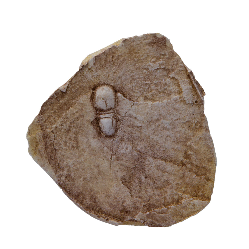 Grandagnostus falanensis