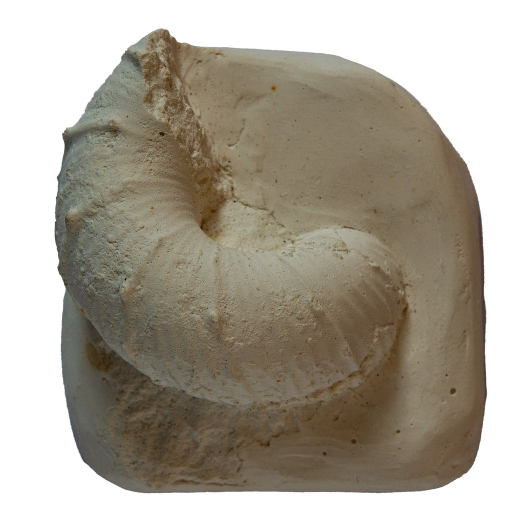 Hypantoceras reussianum