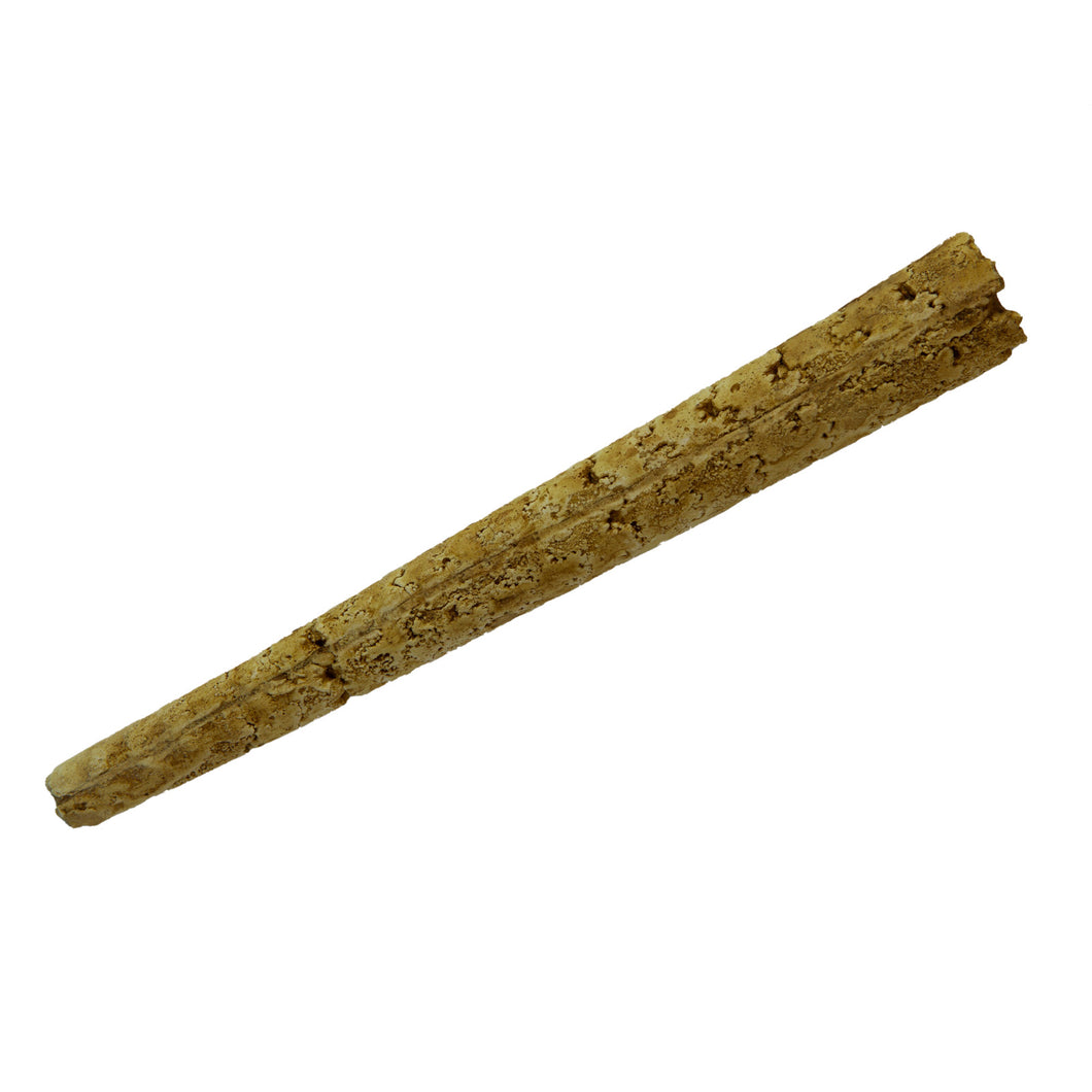 Baculites vertebalis