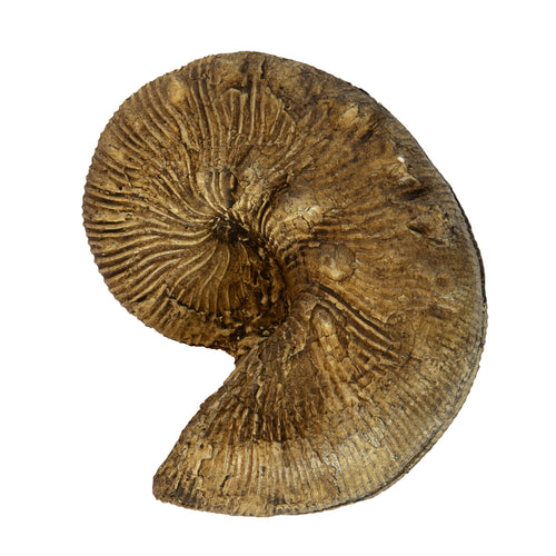 Acanthoscaphites nodosus