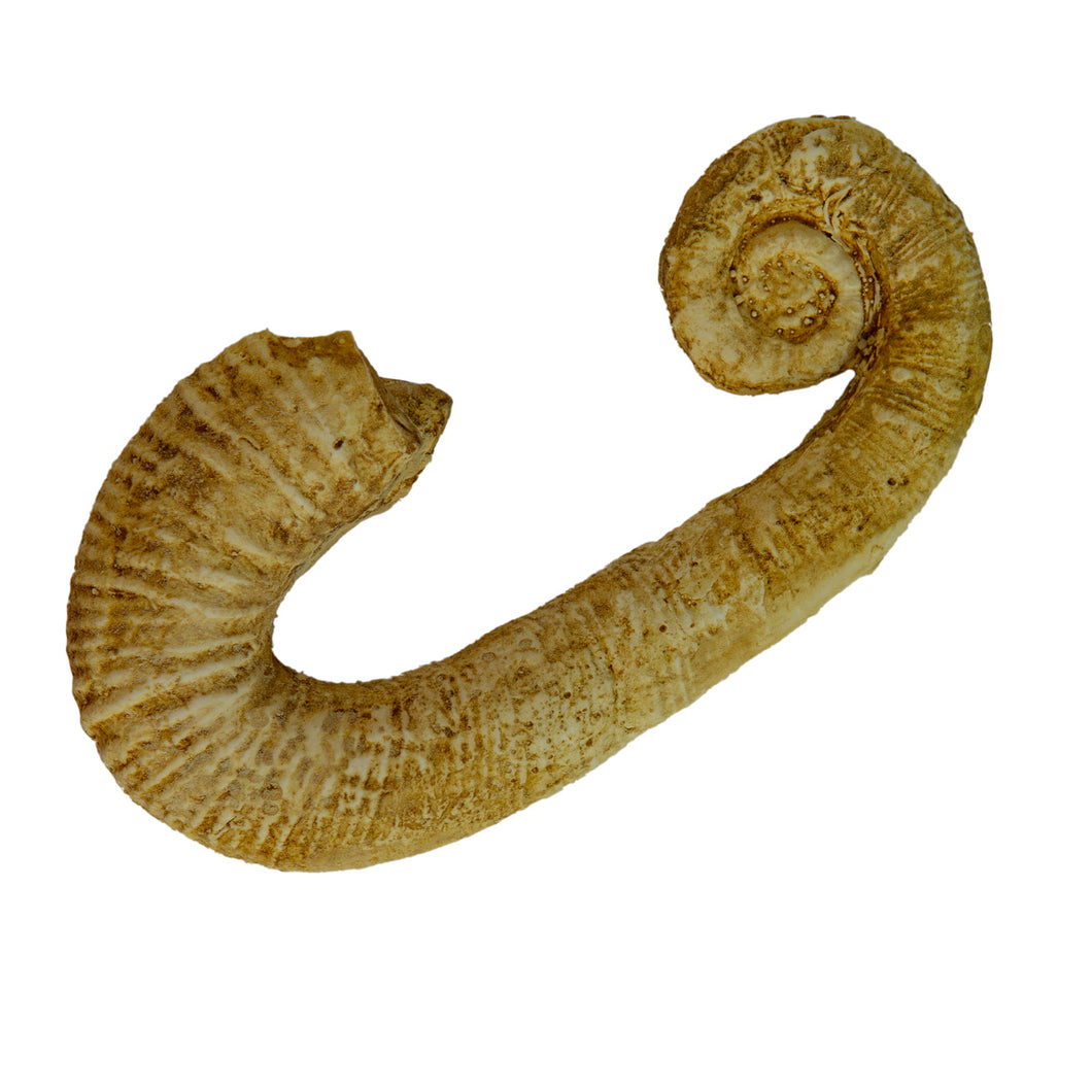 Acrioceras tabarelli