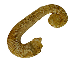 Acrioceras tabarelli