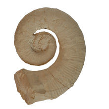 Load image into Gallery viewer, Crioceratites nolani
