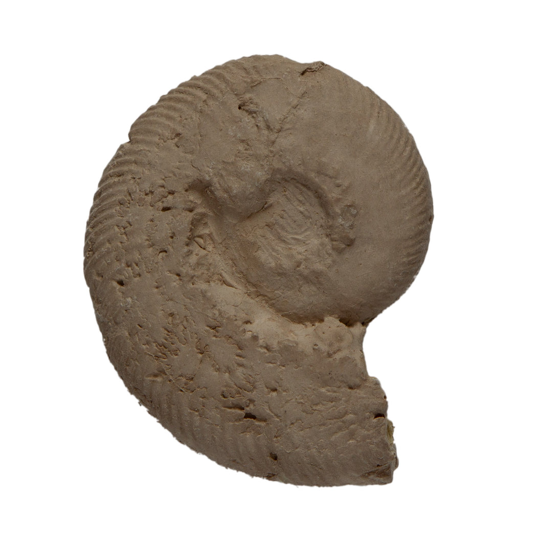 Simbirskites (craspedodiscus) gottschei