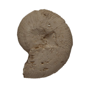 Simbirskites (craspedodiscus) gottschei
