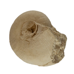 Cenoceras striatum