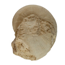 Load image into Gallery viewer, Cenoceras striatum