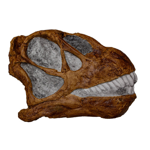 Camarasaurus sp Skull