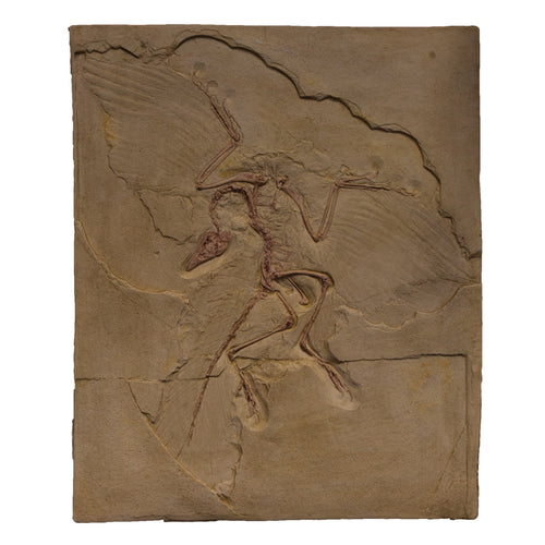 Archaeopteryx lithographica