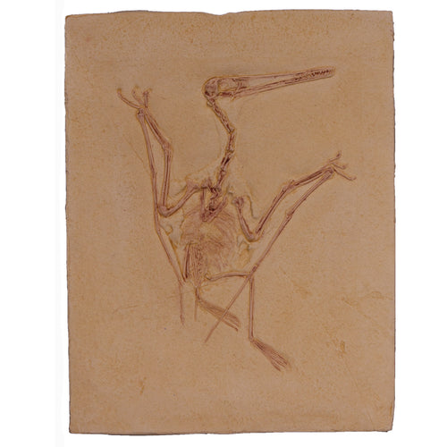 Pterodactylus kochi