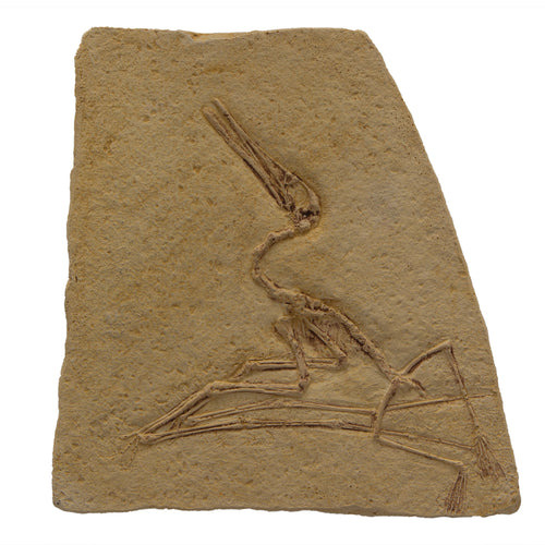 Pterodactylus elegans