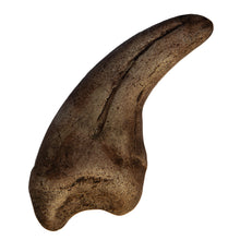 Load image into Gallery viewer, Megalosaurus sp. Claw
