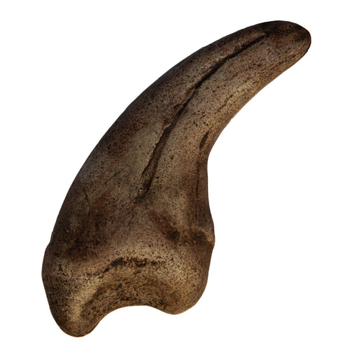 Megalosaurus sp. Claw
