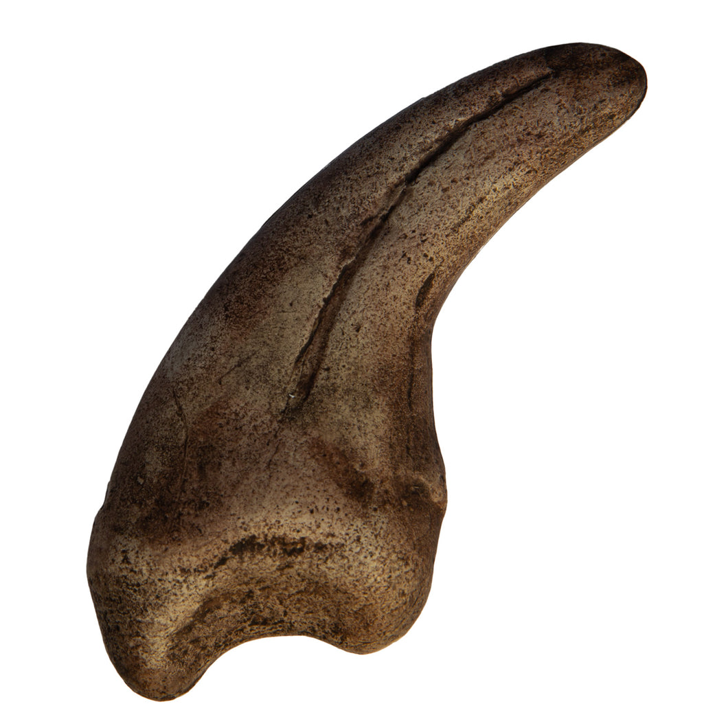 Megalosaurus sp. Claw