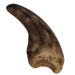 Megalosaurus sp. Claw