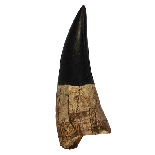 Liopleurodon ferox Tooth