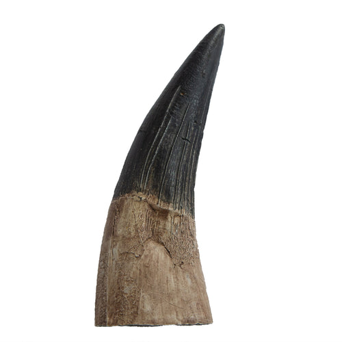 Liopleurodon ferox Tooth (Small)