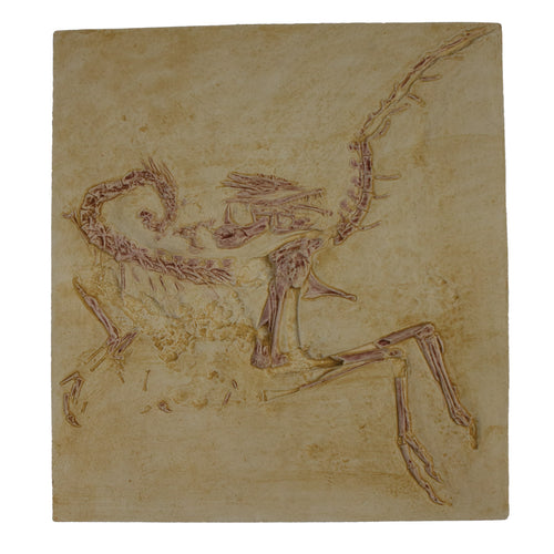 Compsognathus longipes