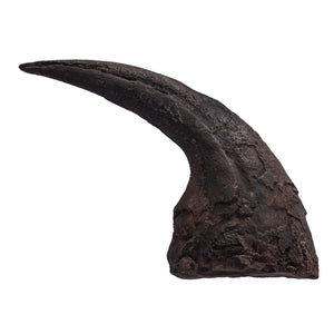 Allosaurus fragilis Claw