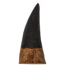 Load image into Gallery viewer, Liopleurodon ferox Tooth