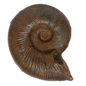 Pectinatites (pectinatites) pectinatus