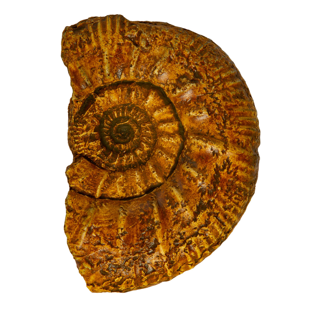Rasenia cymodoce