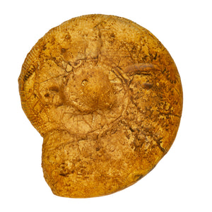 Aulacostephanus (aulacostephanoides) mutabilis