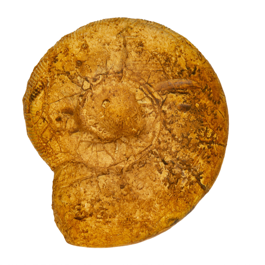 Aulacostephanus (aulacostephanoides) mutabilis