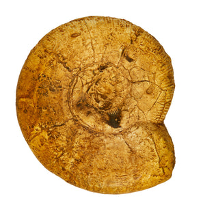 Aulacostephanus (aulacostephanoides) mutabilis