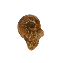 Load image into Gallery viewer, Aulacostephanus (Aulacostephanites) eulepidus