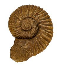 Load image into Gallery viewer, Aulacostephanus (aulacostephanoides) autissiodorensis